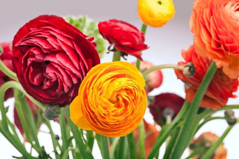 naremburn florist