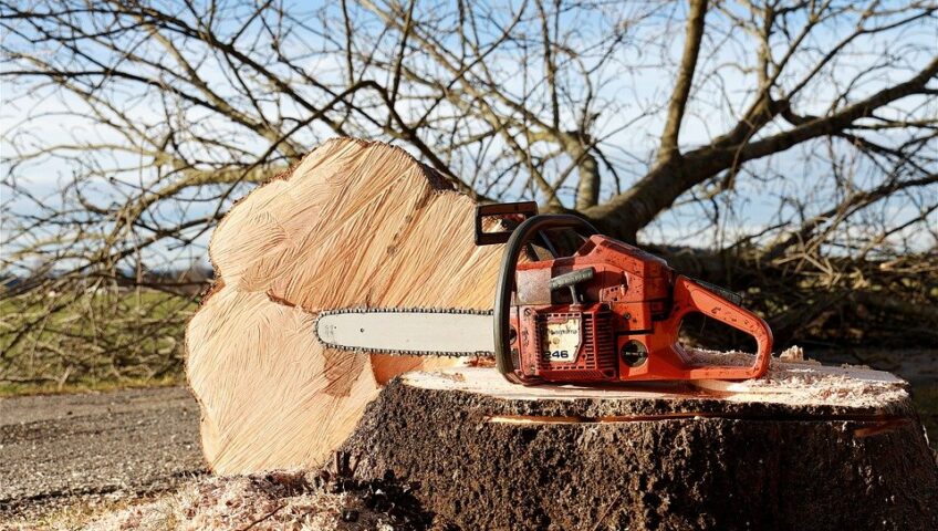 Tree Root Removal