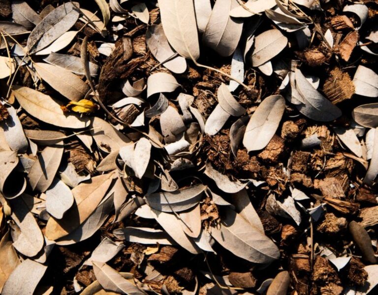 wood chip mulch