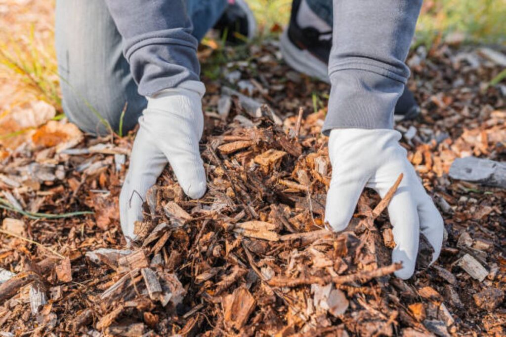 wood chip mulch