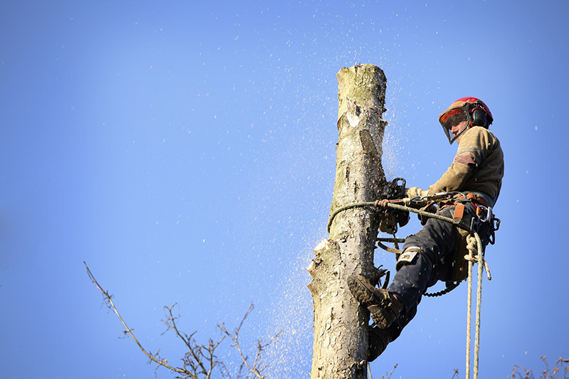 How to Find the Best Tree Removal Near Me for Emergencies