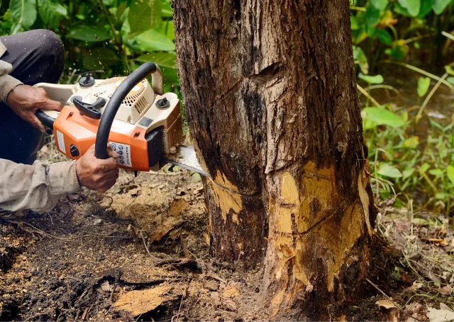 How to Find the Best Tree Removal Near Me for Emergencies