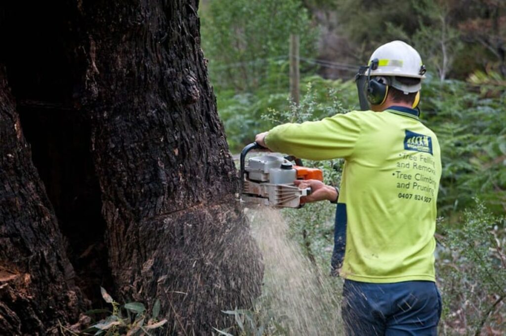 Castle Hill arborist