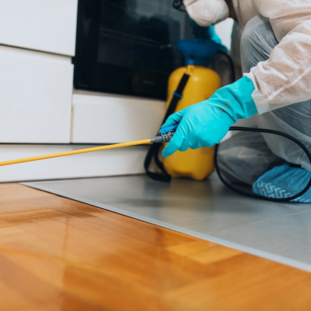 Pest Inspections Sydney